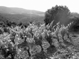 Arcadie, Domaine Arcadie, vinarcadie, vin Arcadie, vins Arcadie, vin d'Arcadie, vins d'Arcadie, vin Tautavel, vins Tautavel